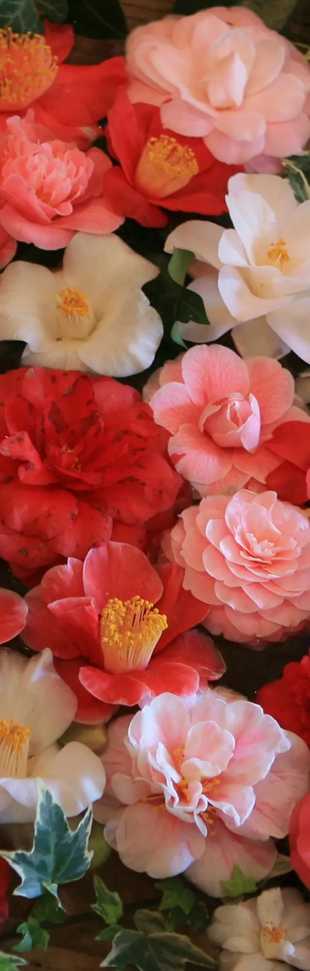 Bunte Mischung aus roten, rosa und weißen Kamelienblüten, dekorativ in einem Holzrahmen arrangiert, umgeben von grünen Blättern.